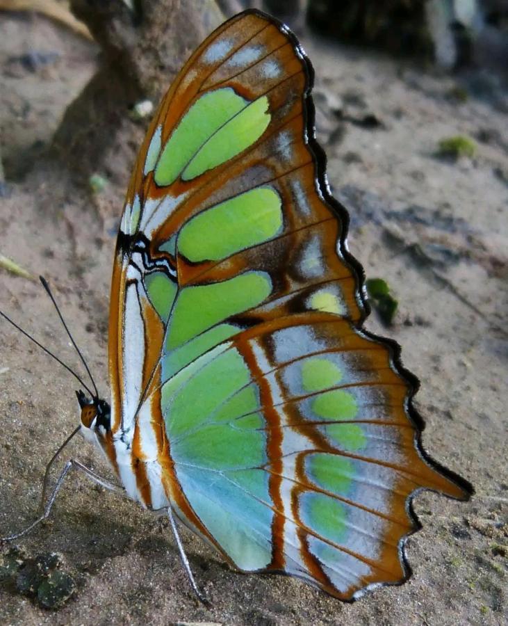 Passiflora Lodge Tambopata 马尔多纳多港 外观 照片